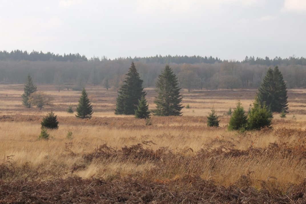 Herfst in het Kutenhartveen Foto Olaf Op den Kamp