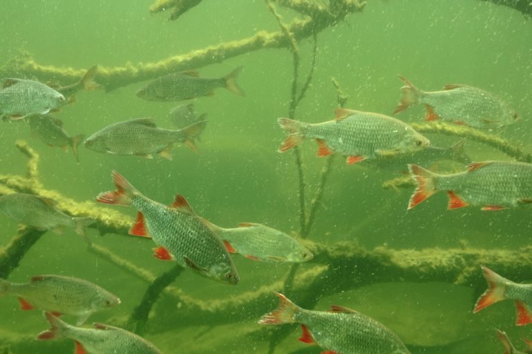 De bekendste waterbewoners zijn natuurlijk de vissen foto Olaf Op den Kamp