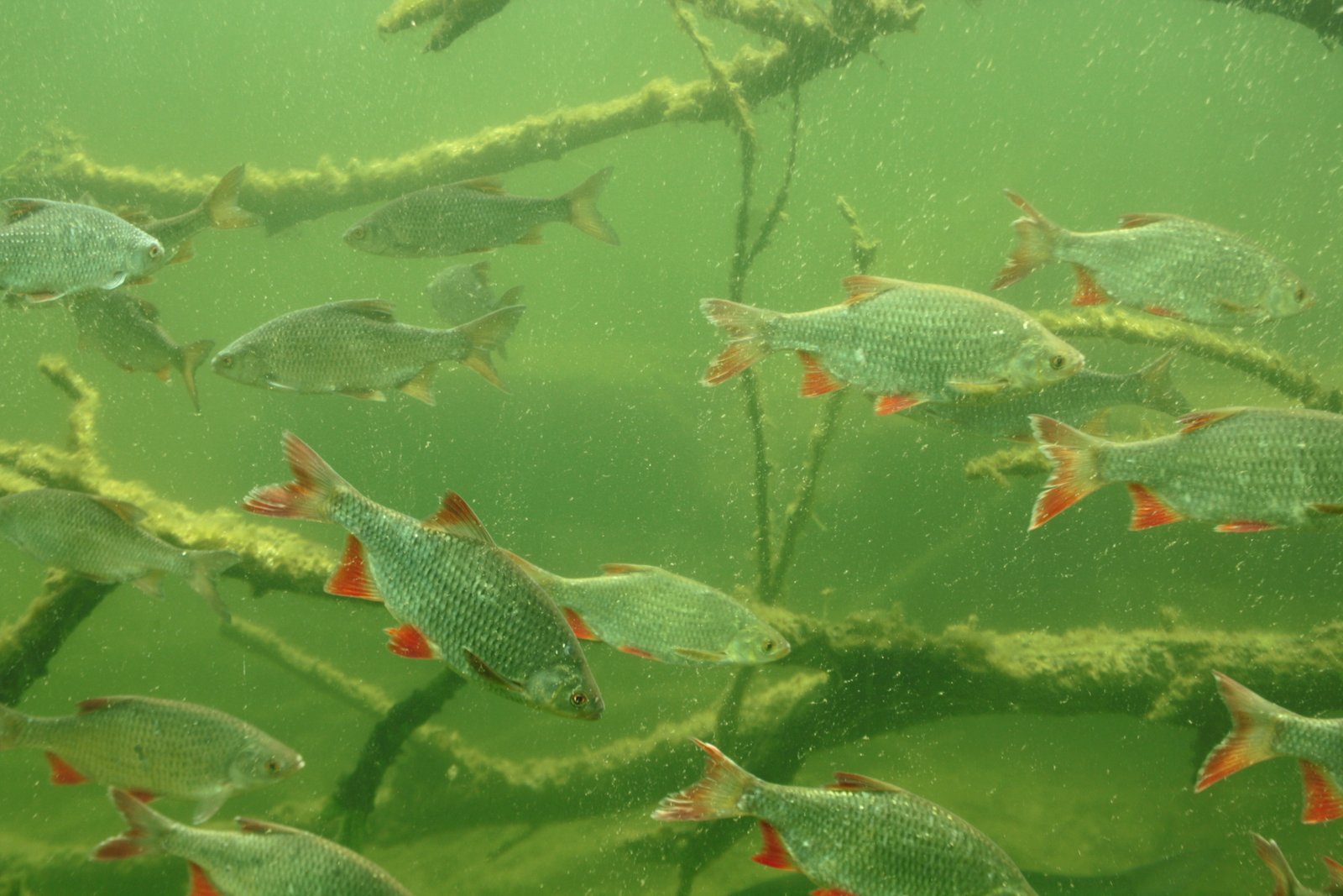 De bekendste waterbewoners zijn natuurlijk de vissen foto Olaf Op den Kamp