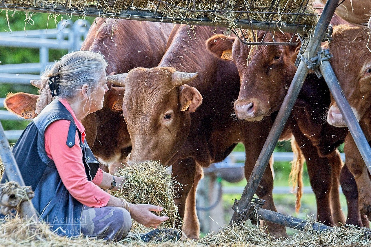 sonja hagenbeck stieren 2019