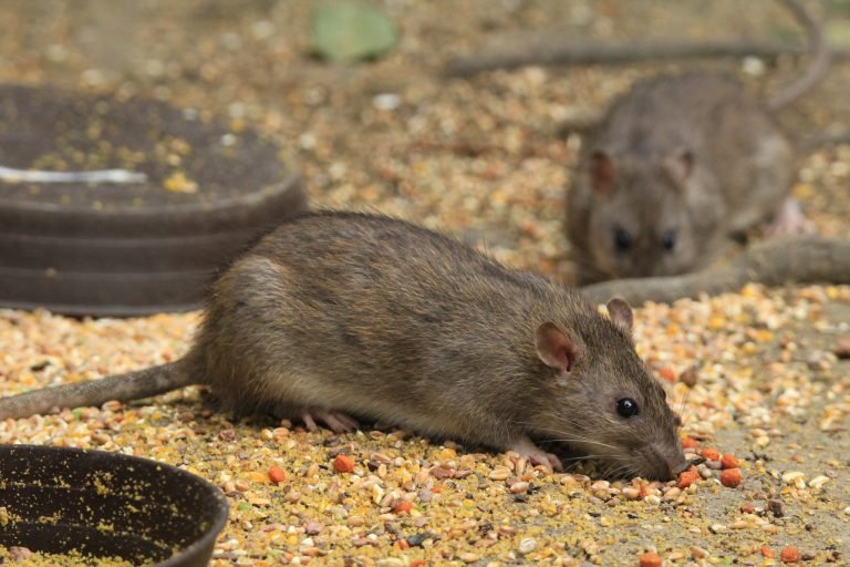 Bruine ratten komen graag op voedsel dat voor vogels is neergezet af (foto Olaf Op den Kamp)