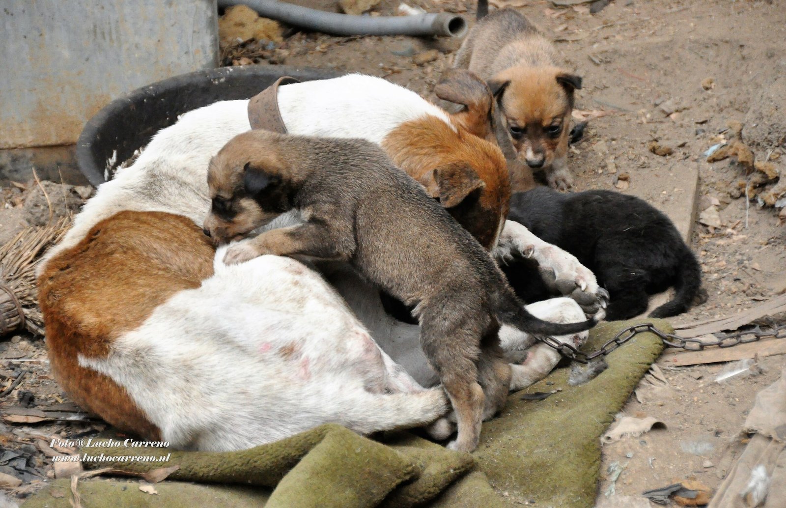 Honden(Lucho)