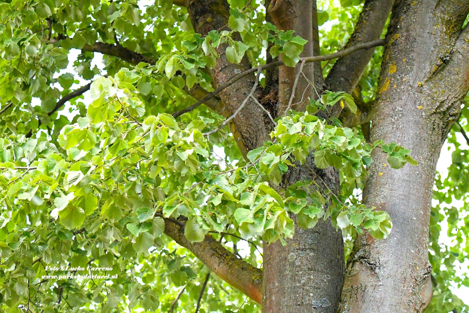 Bladluizen bomen voorkant van Eurenderweg (1)
