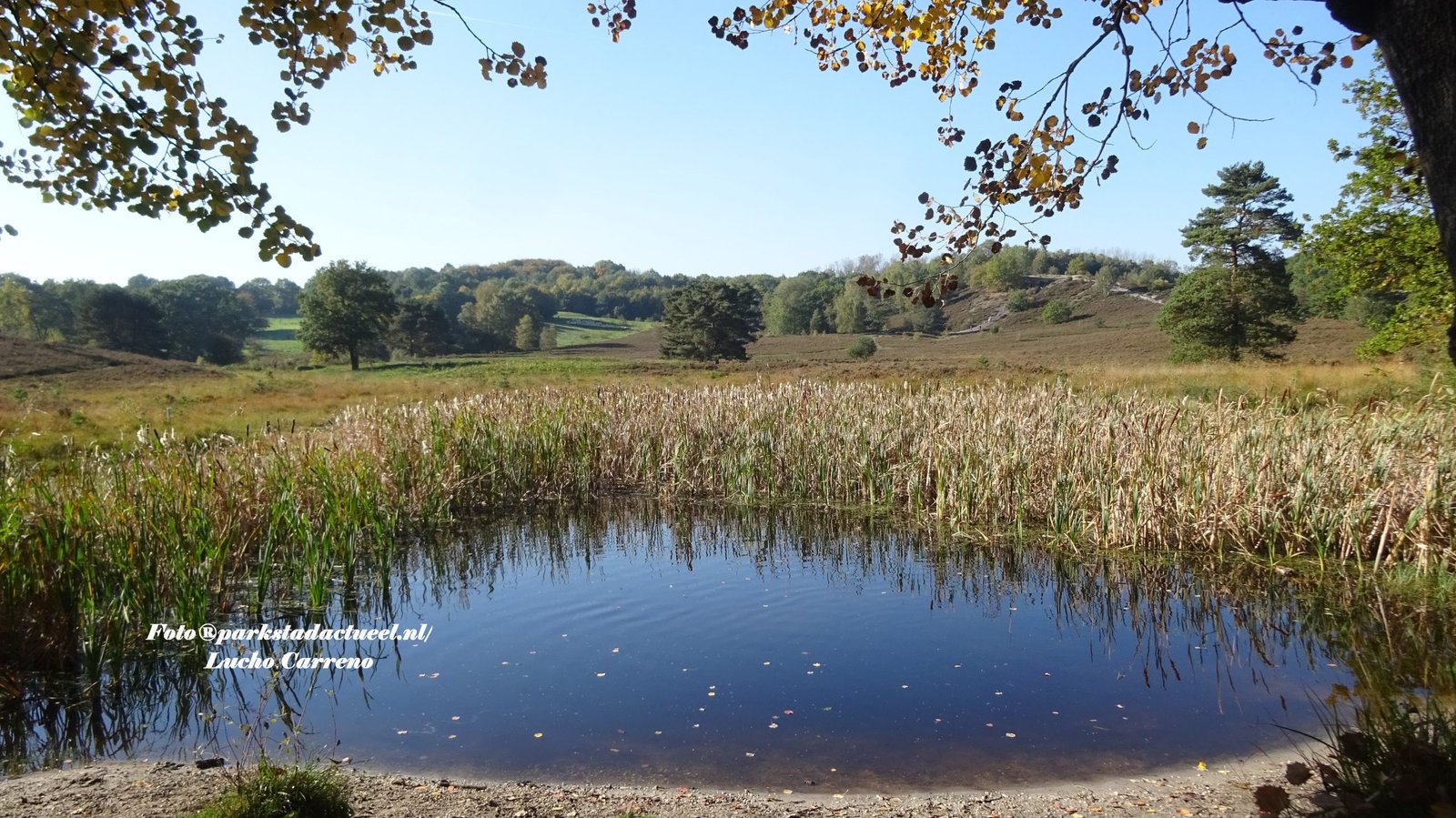 Brunssumheide