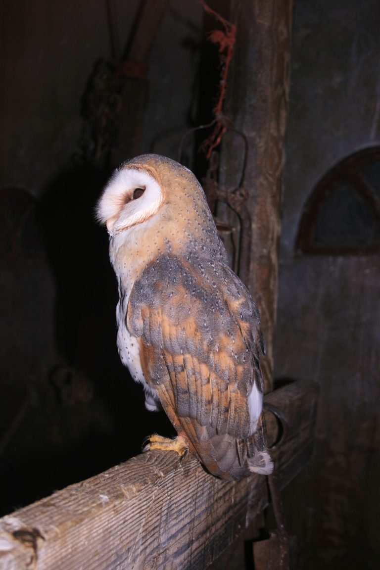 Kerkuil (foto Olaf Op den Kamp)