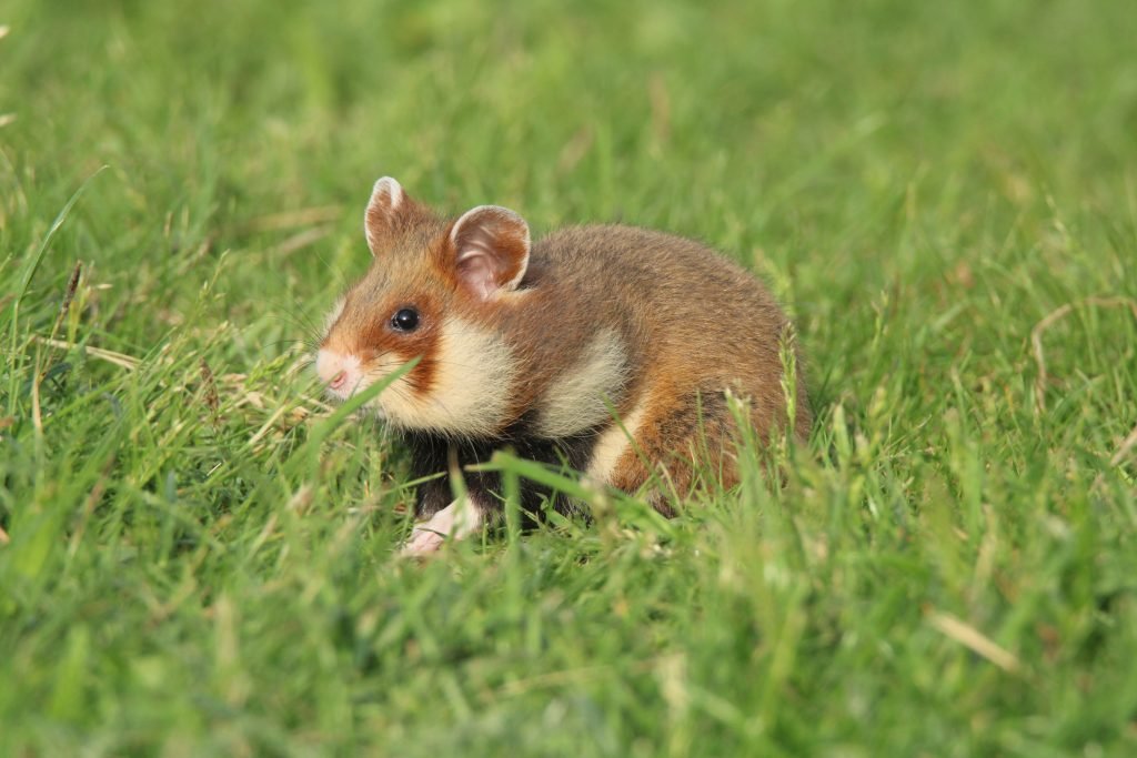 Europese Hamster