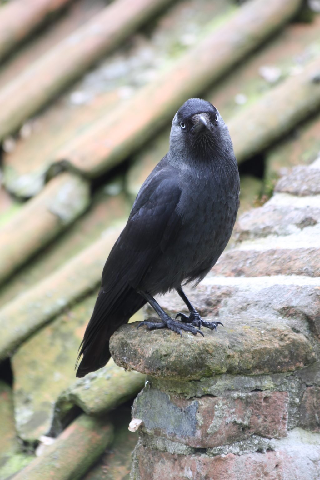 Natuurhistorisch genootschap Limburg