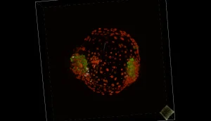 Eerste synthetische menselijke tweeling-embryo