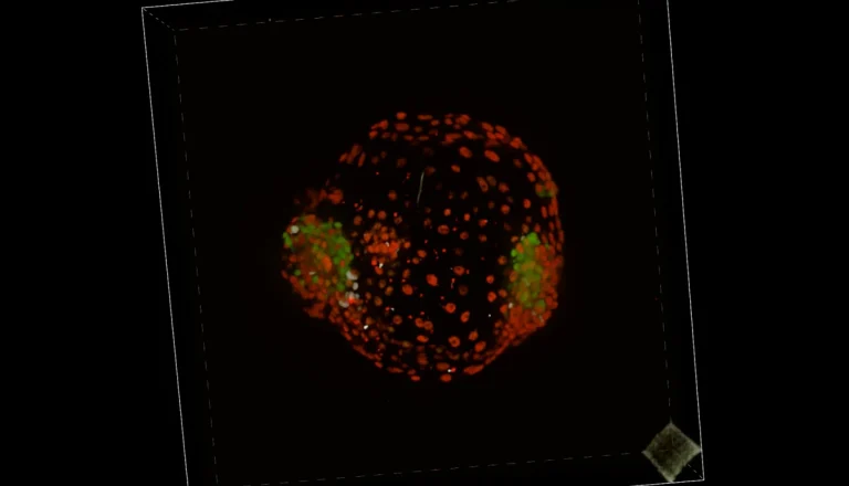 Eerste synthetische menselijke tweeling-embryo