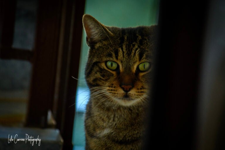DSC_6123