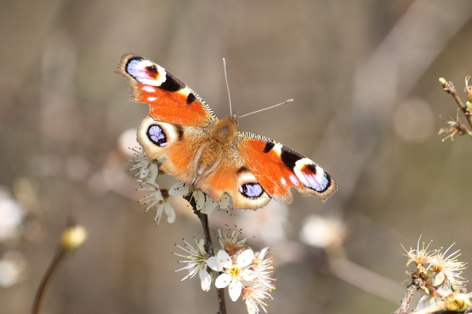 Op zondag 29 maart maakt IVN Kerkrade een lentewandeling door het Eyserbeekdal van Eys naar Cartils.