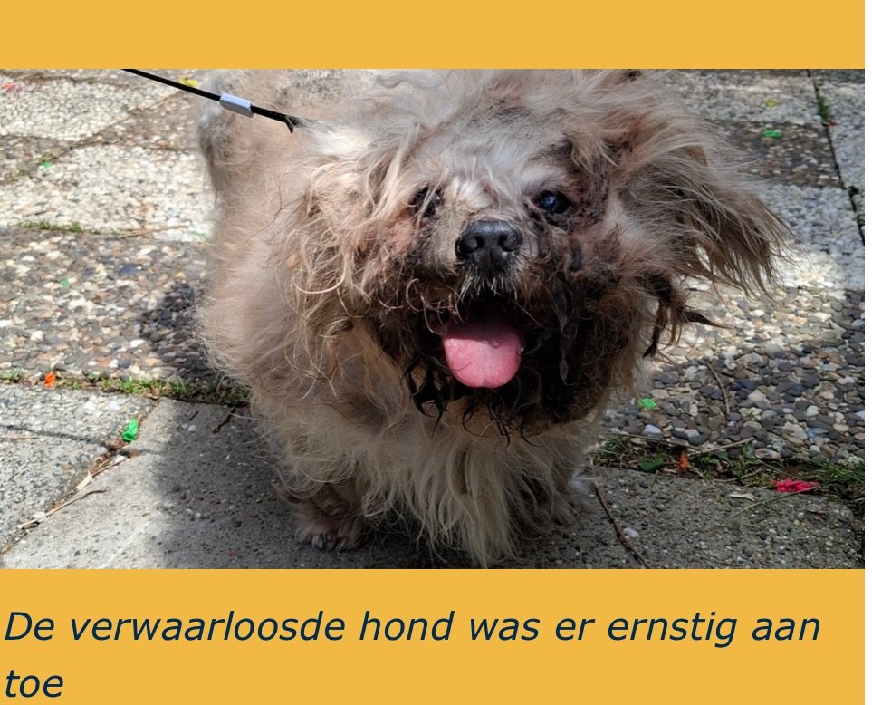 Hond met gebroken kaak en verrot gebit uit woning in Kerkrade gehaald