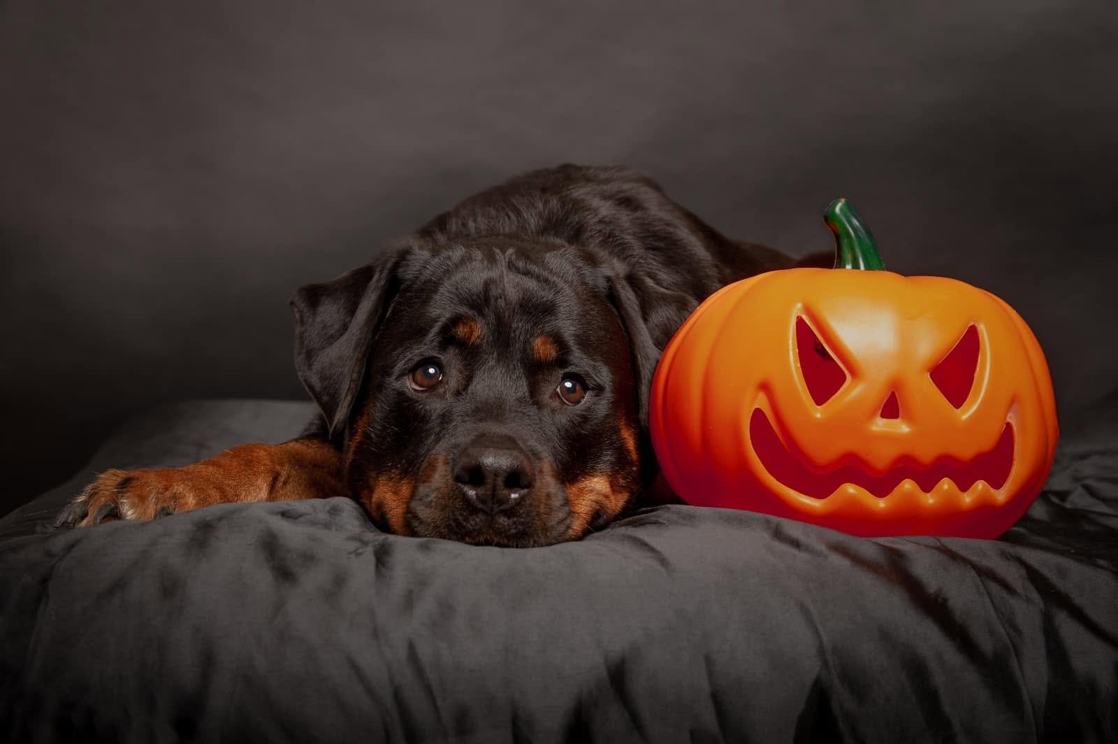 Win een gratis Halloween-fotoshoot voor je hond in Landgraaf!