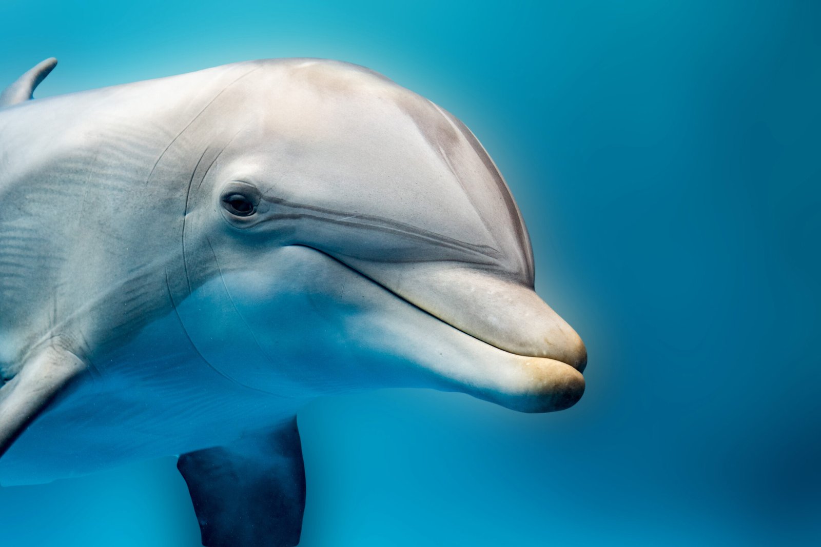 Cabinet wants an end to dolphins in the Netherlands: current animals may ...